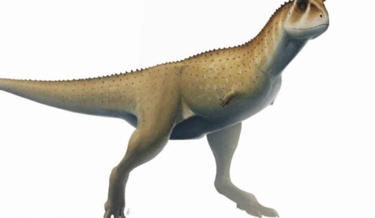 Descubren fósil de dinosaurio sin brazos en Argentina