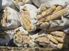 Producción global de maíz disminuirá ante incertidumbre por guerra en Ucrania, estima el CIG