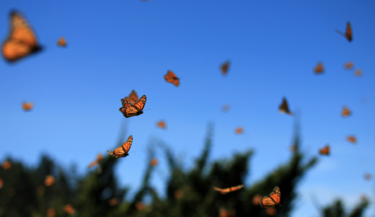 ¿Por qué aumentó la población de mariposas Monarca en México?