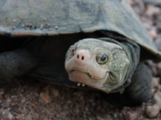 Una tortuga dada por extinta, «resucitada» por el ADN ambiental