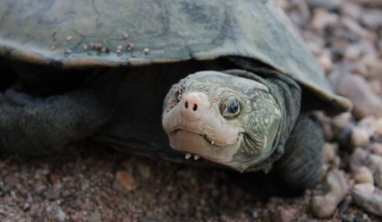 Una tortuga dada por extinta, «resucitada» por el ADN ambiental