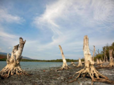 Cambio climático aceleraría muerte de árboles tropicales: estudio