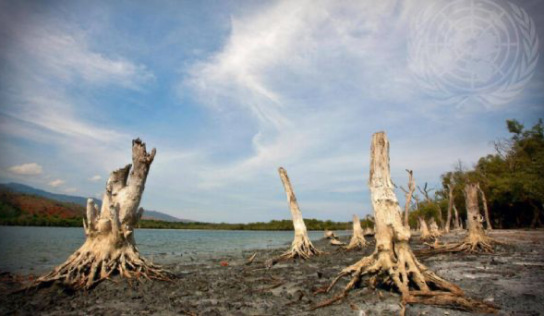Cambio climático aceleraría muerte de árboles tropicales: estudio