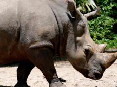 Ponen monitor de fitness a rinoceronte en Disney