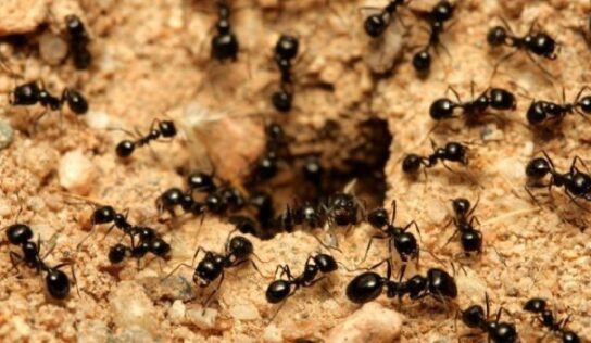 ¿Cuántas hormigas hay en la Tierra?