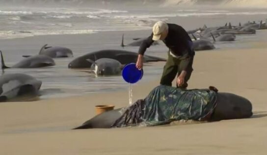 Australia prepara rescate tras avistar 230 ballenas varadas
