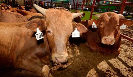 SENESICA endurece medidas sanitarias para ganado y ‘complica’ organización de exposiciones en la feria: UGR