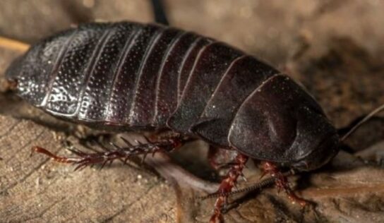 Una cucaracha carnívora «extinta» reaparece después de 90 años