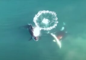 Documentan, por primera vez, a orcas cazando a un gran tiburón blanco