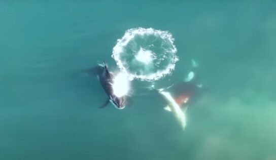 Documentan, por primera vez, a orcas cazando a un gran tiburón blanco