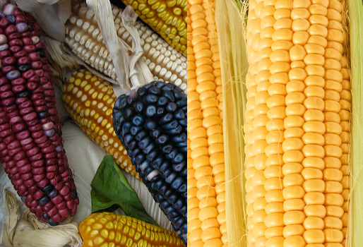 AMLO rechaza importación de maíz transgénico para consumo humano