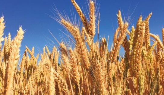 Sube el precio del trigo y maíz tras tensión en Polonia por misiles rusos