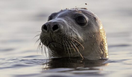 Reconocimiento facial podría salvar a las focas de extinción