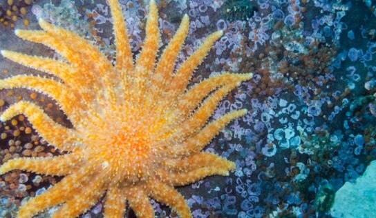 Científicos buscan salvar a estrella de mar de la extinción