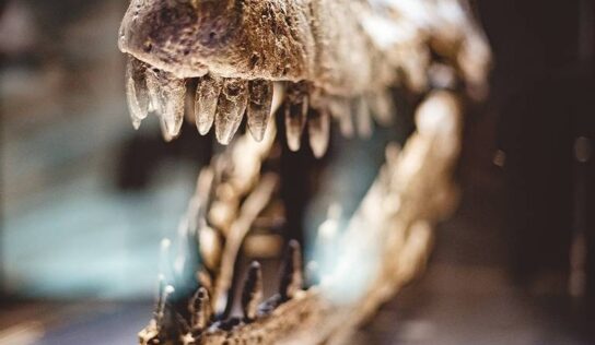 Momia de dinosaurio despierta nuevas incógnitas para la ciencia [Fotos]