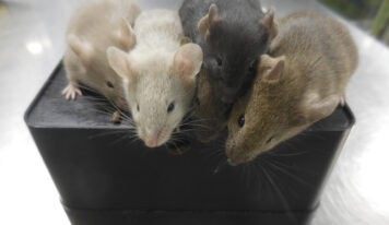 Científicos logran crear ratones a partir de dos machos