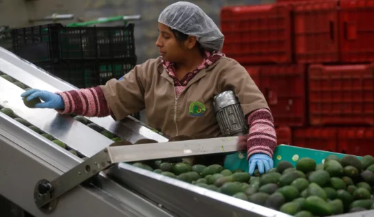 México prevé la producción de más de 300 mil toneladas de alimentos para 2023