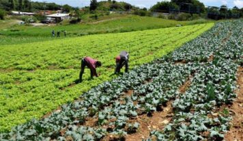 Por falta de lluvia, productores reducen su siembra en 50%: SEDESU