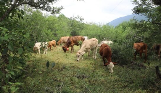 Preocupa a ganaderos de Querétaro los efectos de la sequía: UGR